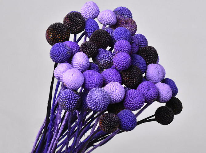 Craspedia Purple mix, per stem