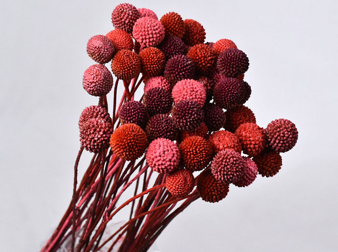 Craspedia Red mix, per stem