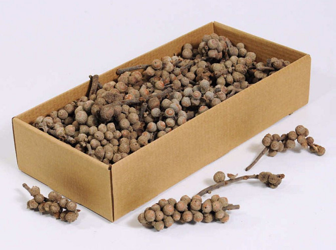 Acorn Branch 5-14cm Kg