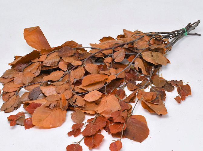 Beech Leaves Brown 80cm