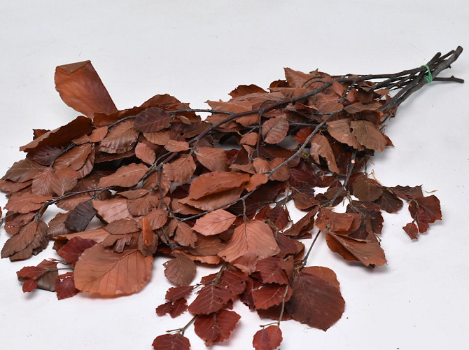 Beech Leaves Red 80cm