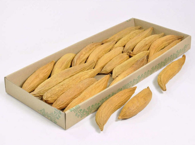 Kapok Pods 20-25cm 18-Pack