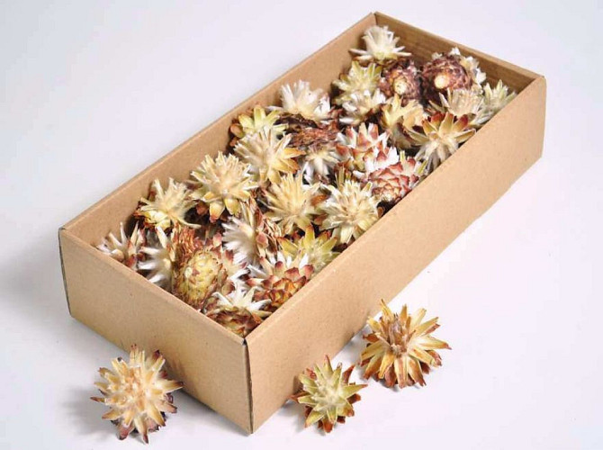 Plumosum Cones 50-pack