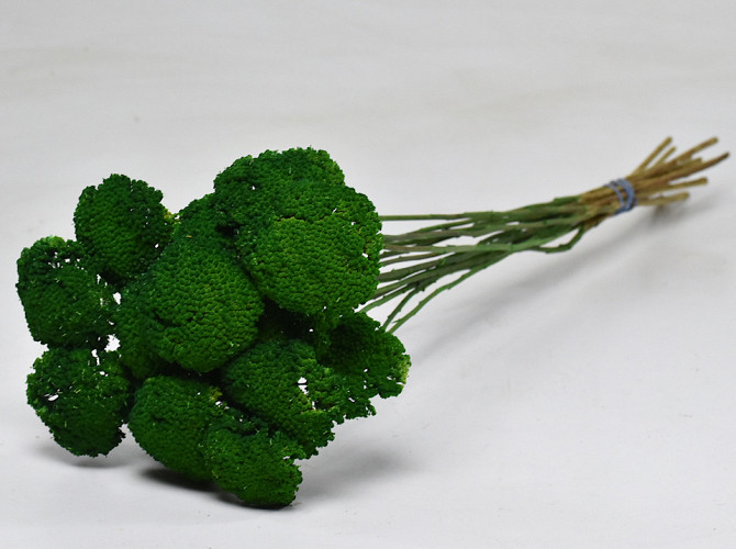 Achillea Parker Grün