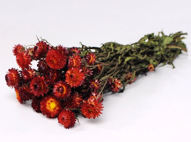 Bouquet Helichrysum Rouge 45cm
