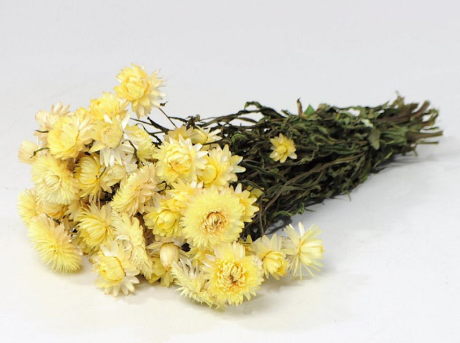 Helichrysum Pastel Gelb 45cm