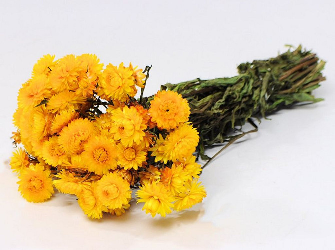 Helichrysum Gelb 45cm