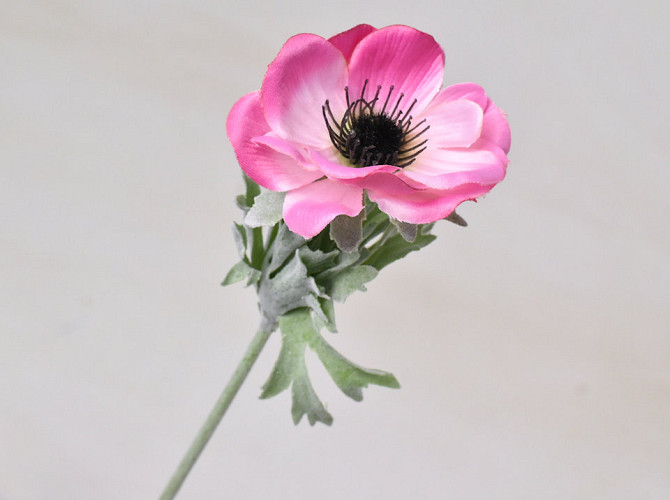 Anemone 30cm Pink