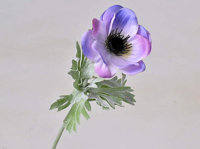 Anemone 30cm Lilac