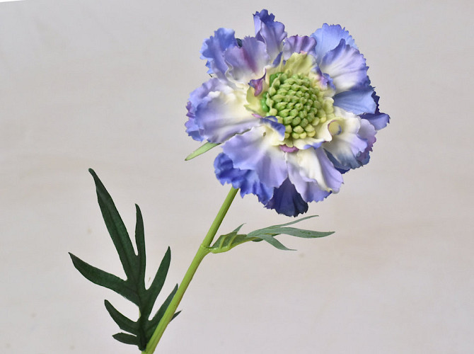 Scabiosa 35cm Blau