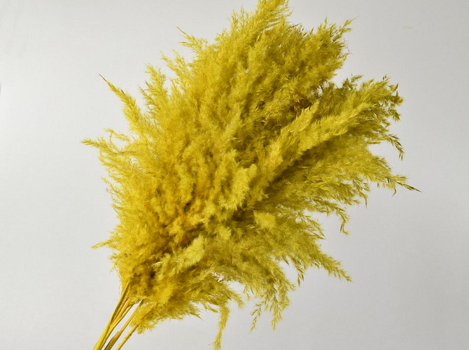 Pampas grass 110cm Yellow