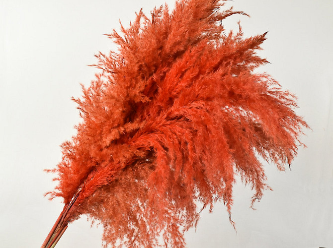 Pampas grass 110cm Orange