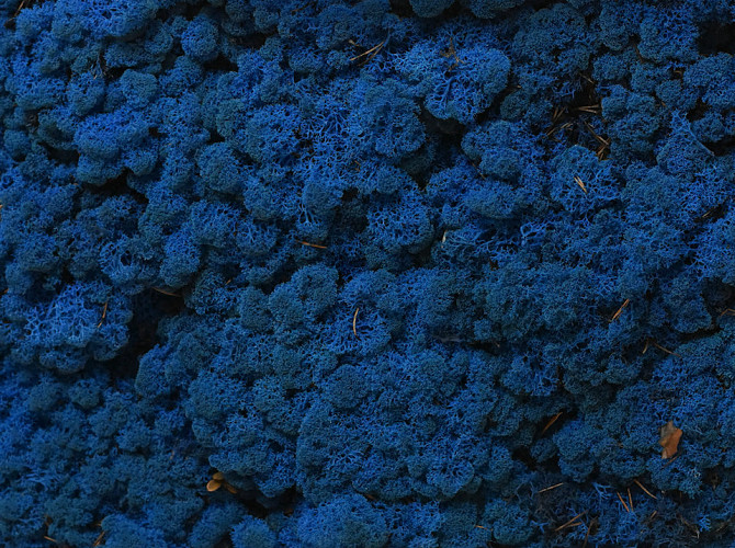 Reindeer Moss Blue per kg