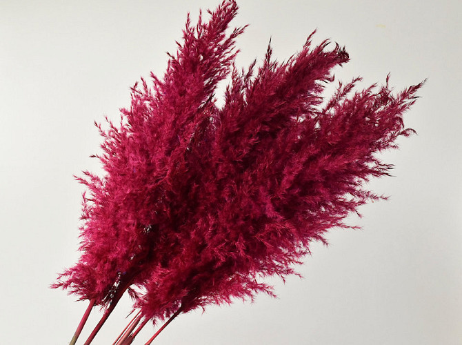 Pampas grass 110cm Fuchsia