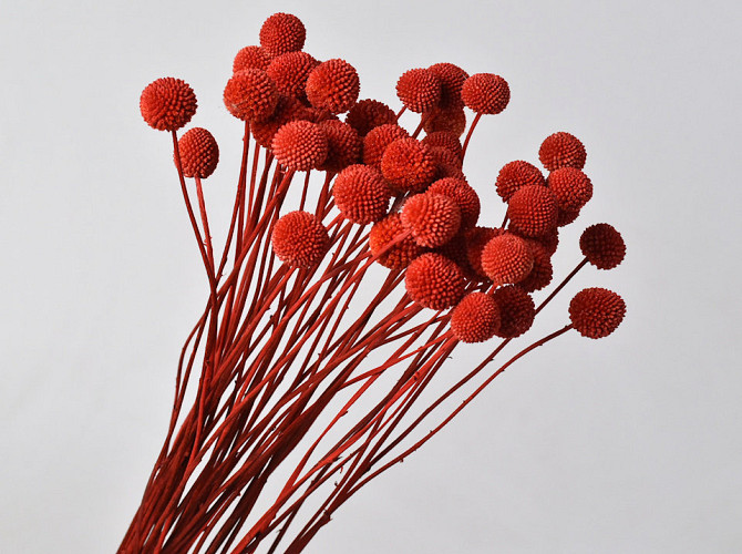 Craspedia Coral Red, per stem