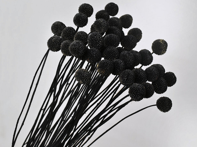 Craspedia Black, per stem