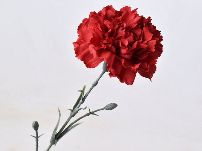 Dianthus 60cm Red