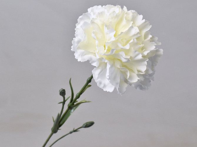 Dianthus Weiß 60cm