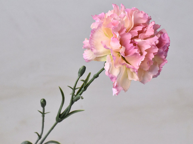 Dianthus 60cm Rosa