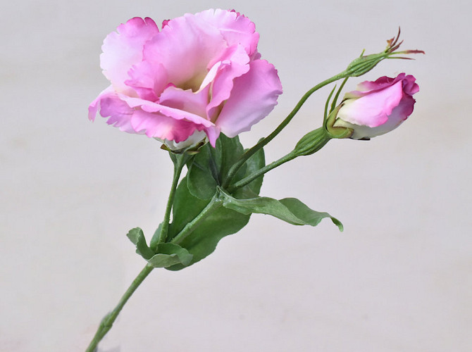 Lisianthus Pink 38cm