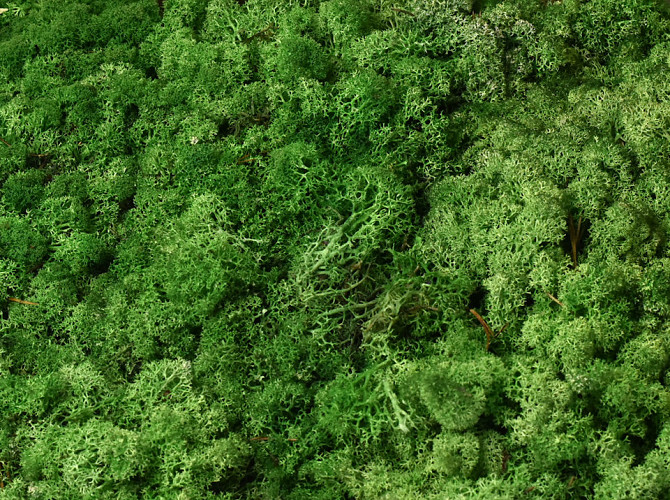 Reindeer Moss Green Mix per kg