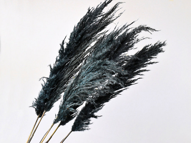 Pampas grass 110cm Dark Mix