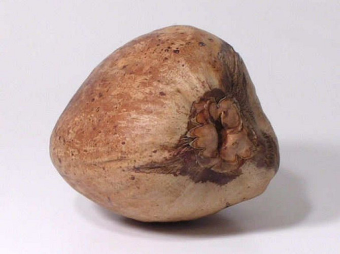 Kokosnoot 16-18cm