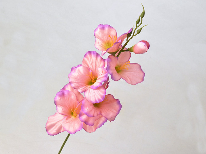 Gladiole D9cm Rosa