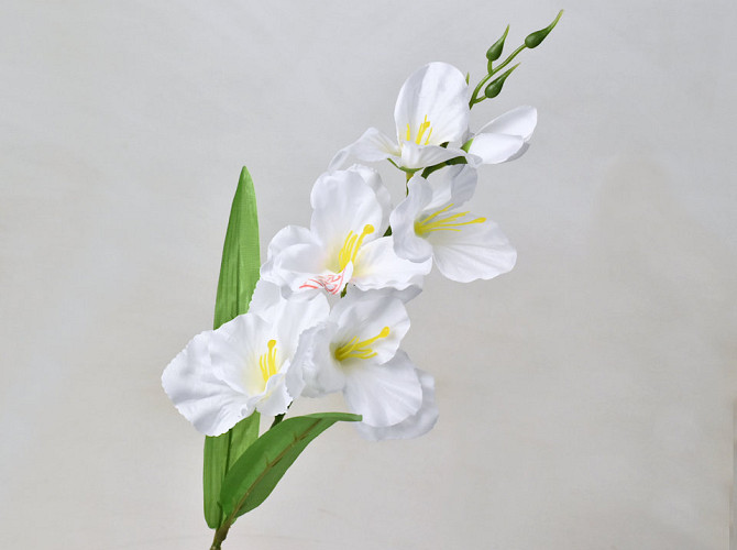 Sword Lily D11cm White