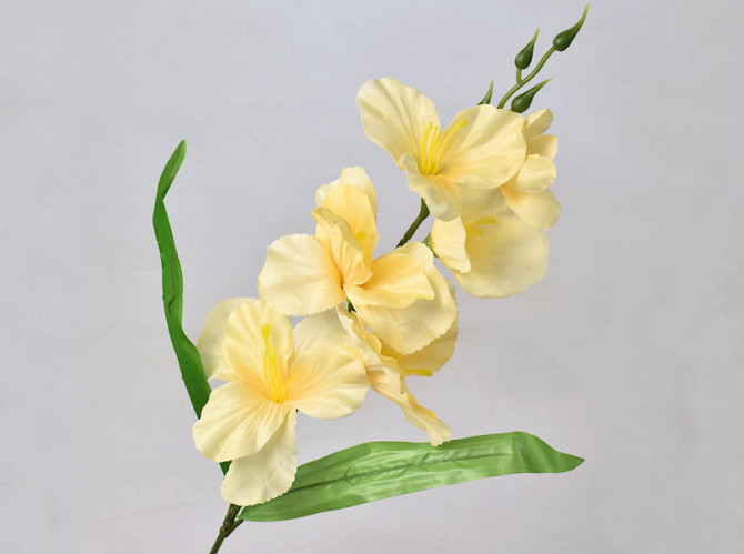 Gladiole D11cm Creme-Gelb