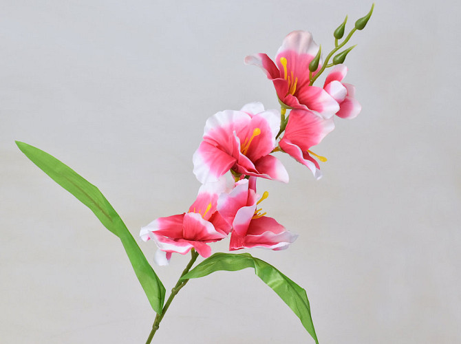 Gladiole D11cm Rosa