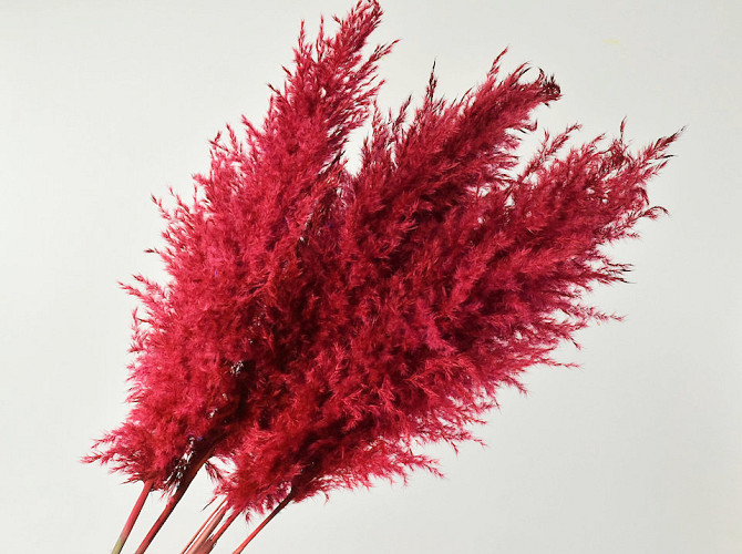 Pampas grass 110cm Red