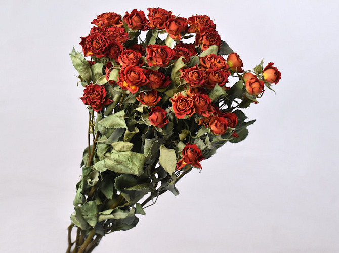 Spray Roses Red 50cm, 10 pcs bunch