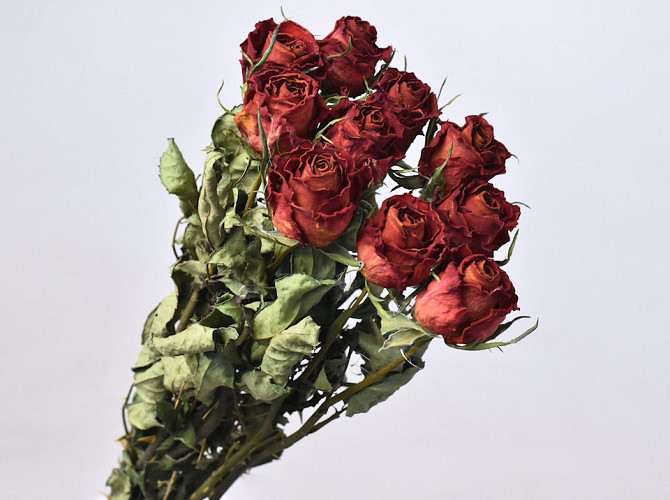 Rose Rot 40cm, 10 stück pro Bund