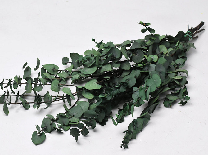 Eucalyptus Stuartiana Green 65cm