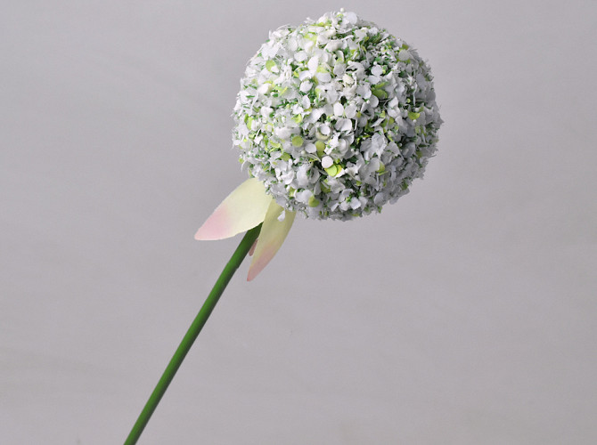 Allium Blanc 65cm