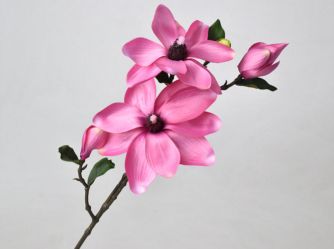 Tige de Magnolia Rose 75cm