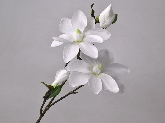 Magnolia Branch White 75cm