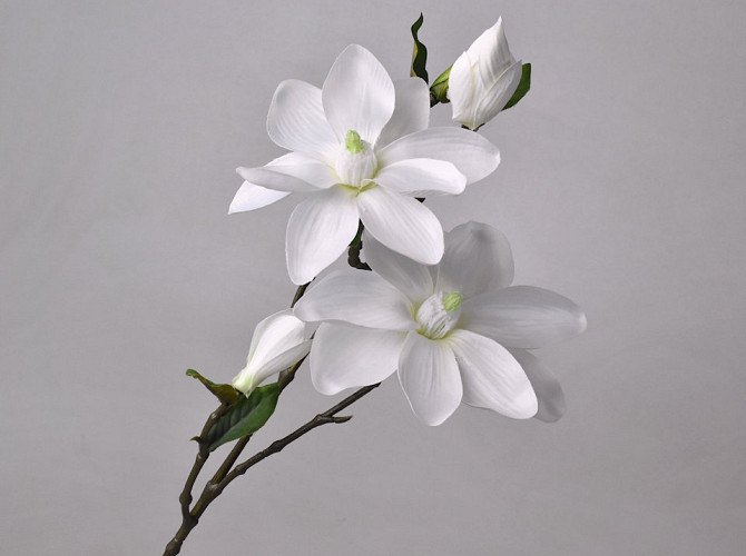 Magnolien Zweig Weiß 75cm