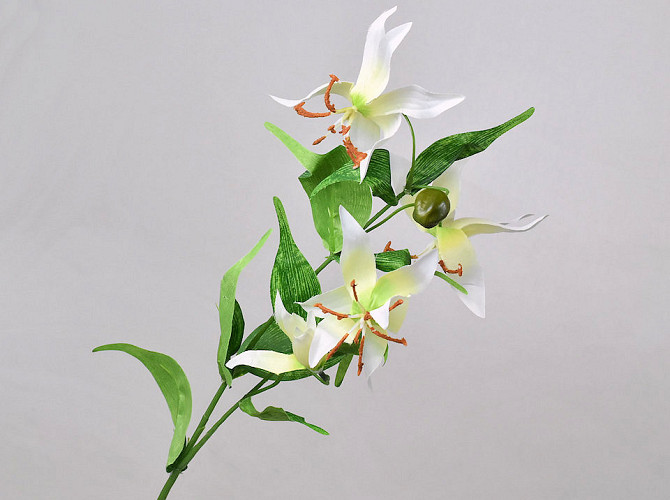 Gloriosa 70cm Blanc