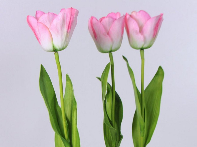 Tulpe 65cm rosa
