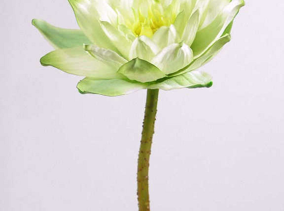 Seerose 90cm, 16cm grÃ¼n