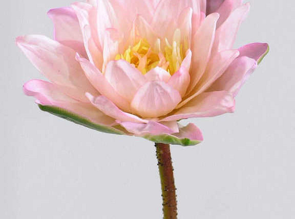 Water Lily 90cm, 16cm pink