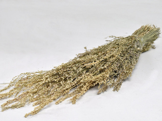 Sheaf Star grass 50cm