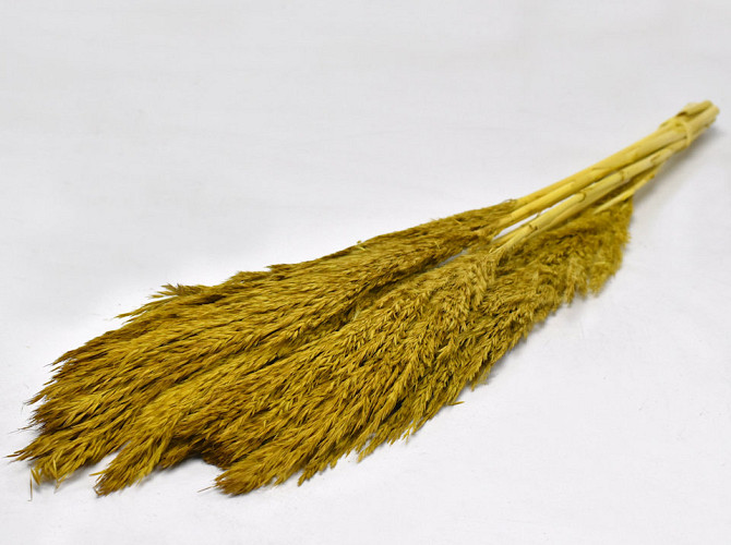 Nanal grass 75cm Ochre