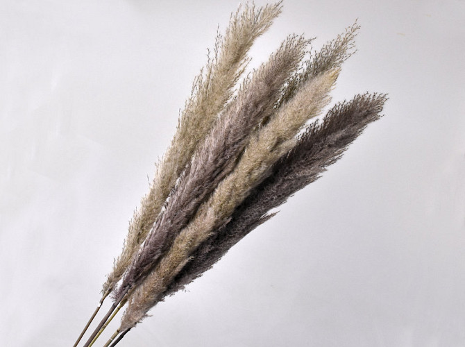 Dadang Pampas grass 120cm 