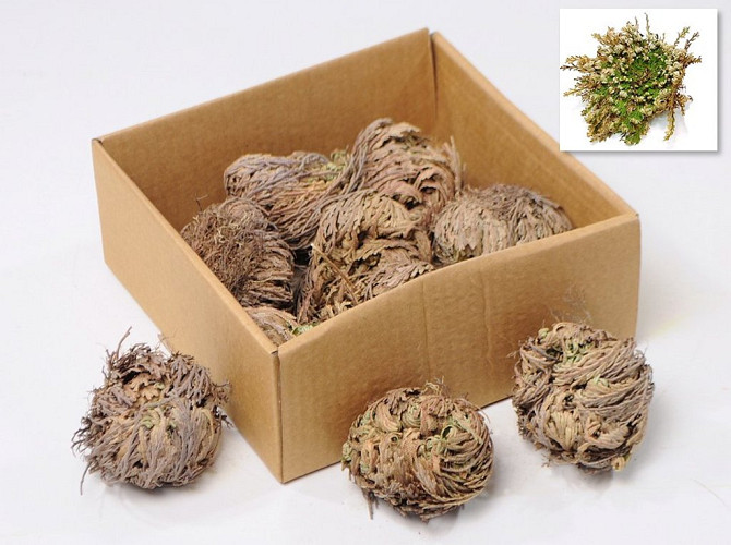 Rose von Jericho 7-Pack