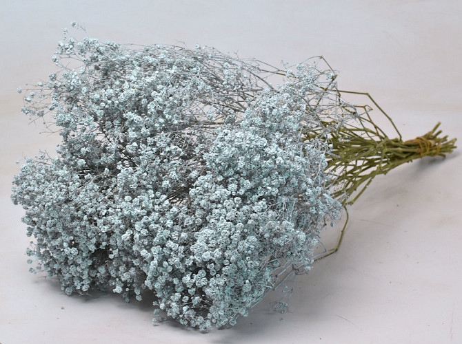 Gypsophila Blau 70cm (25 Zweige)