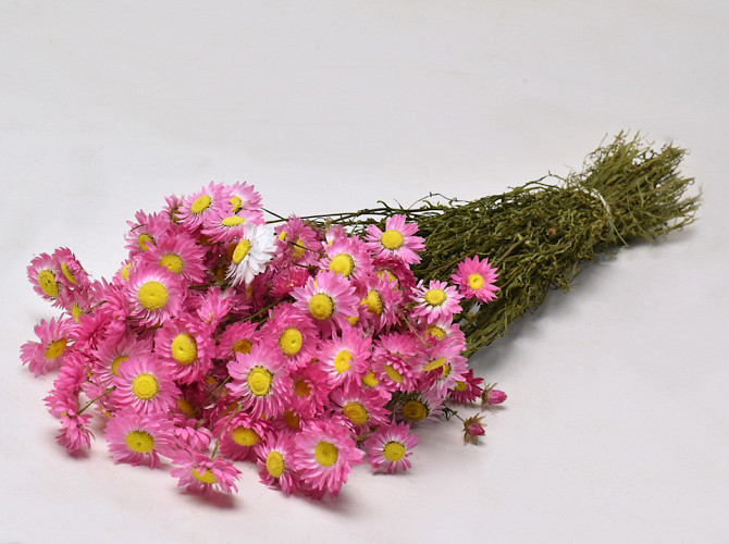 Acroclinium Pink 50cm