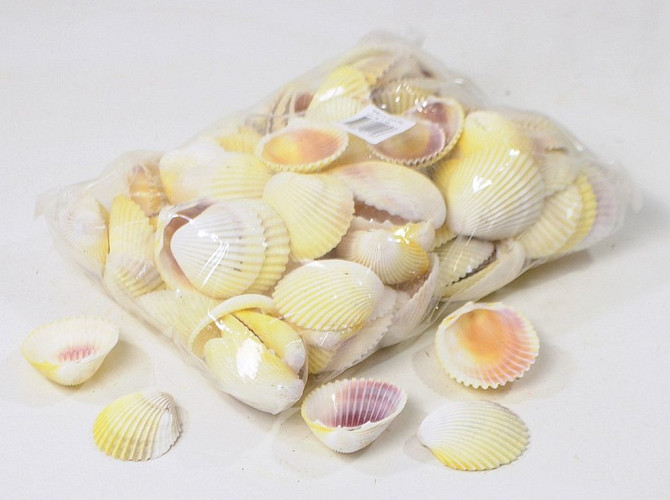 Cockles 1Kg White